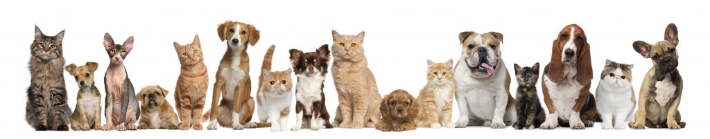 Image of pets together eagerly waiting for Go For Raw meals
