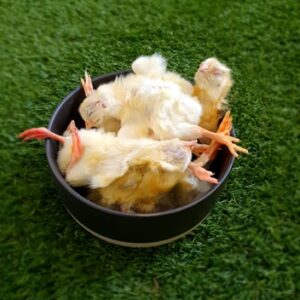 DAY OLD CHICKS GO FOR RAW