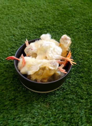 DAY OLD CHICKS GO FOR RAW